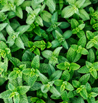 Tisane Infusette - A vos souhaits Bio
