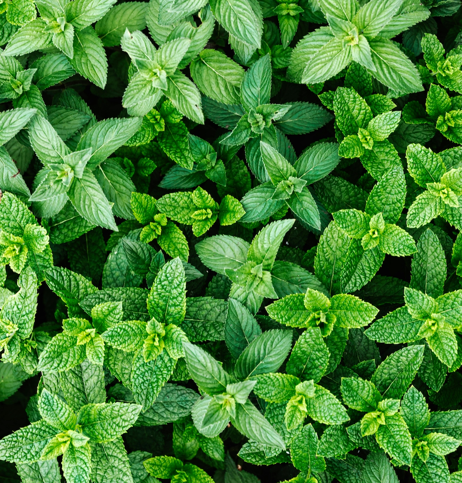 Tisane Infusette - A vos souhaits Bio