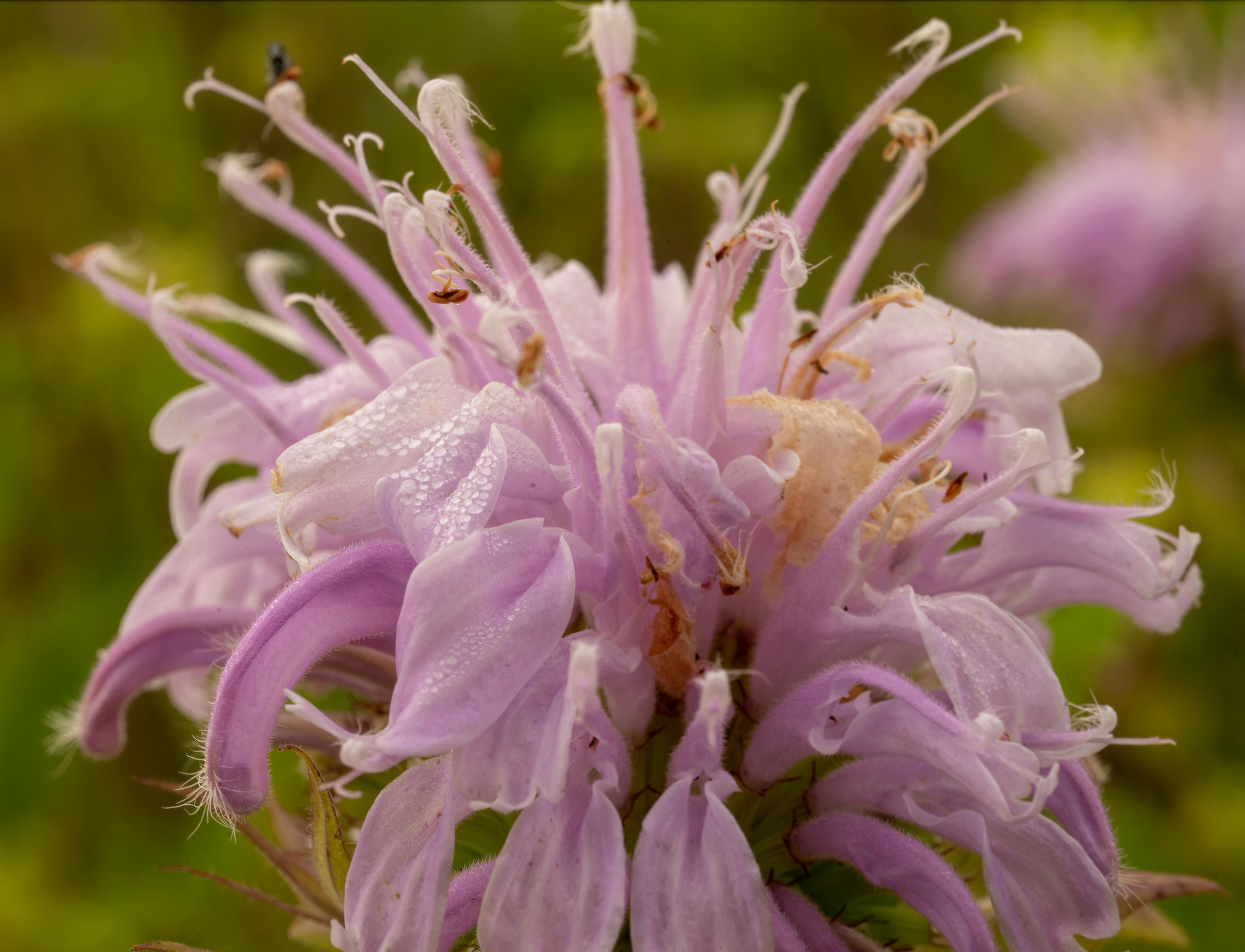 Eau de parfum "Nuit Blanche" - Fruité & Lumineux