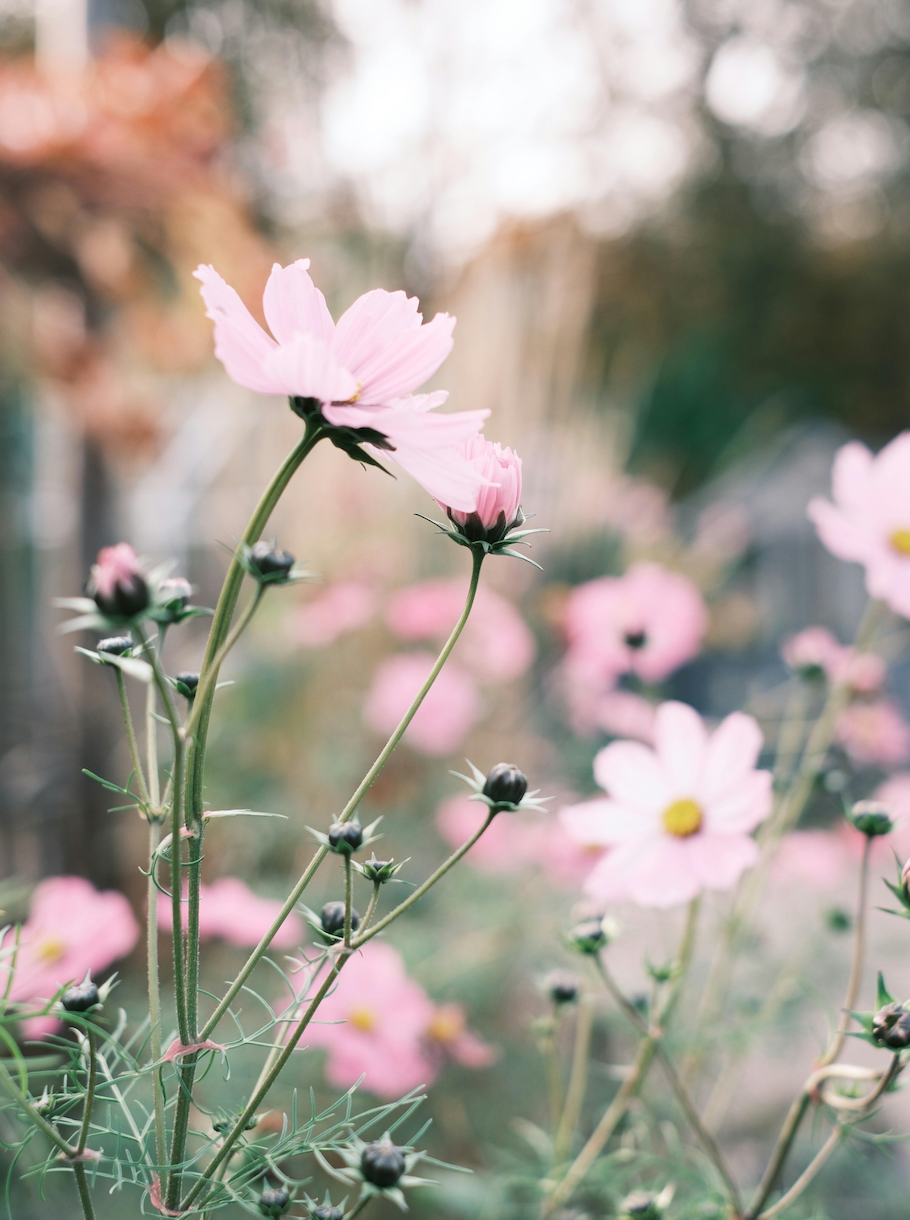 Gel actif contour des yeux Bio - Rose & Argan