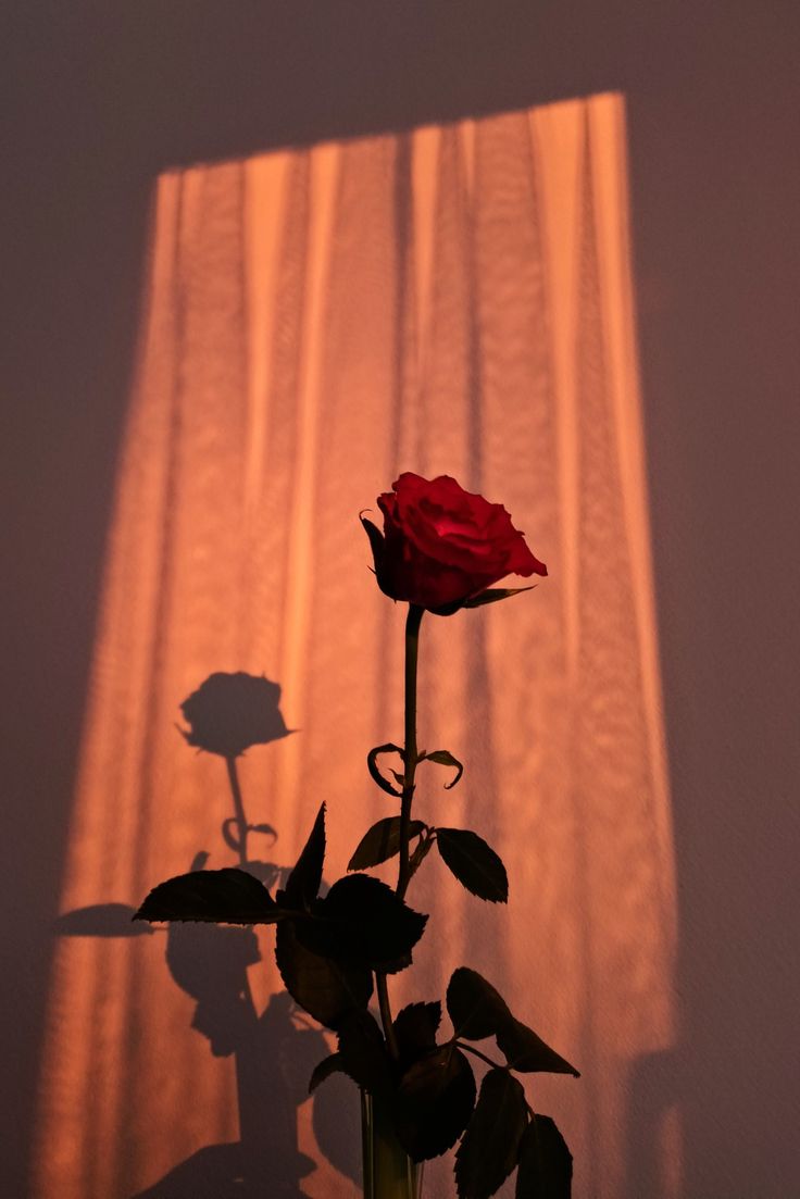 Crème de Nuit Bio - Rose Argan